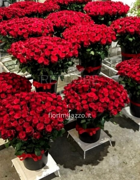 500 ROSE ROSSE EXTRA MAXI SORPRESA